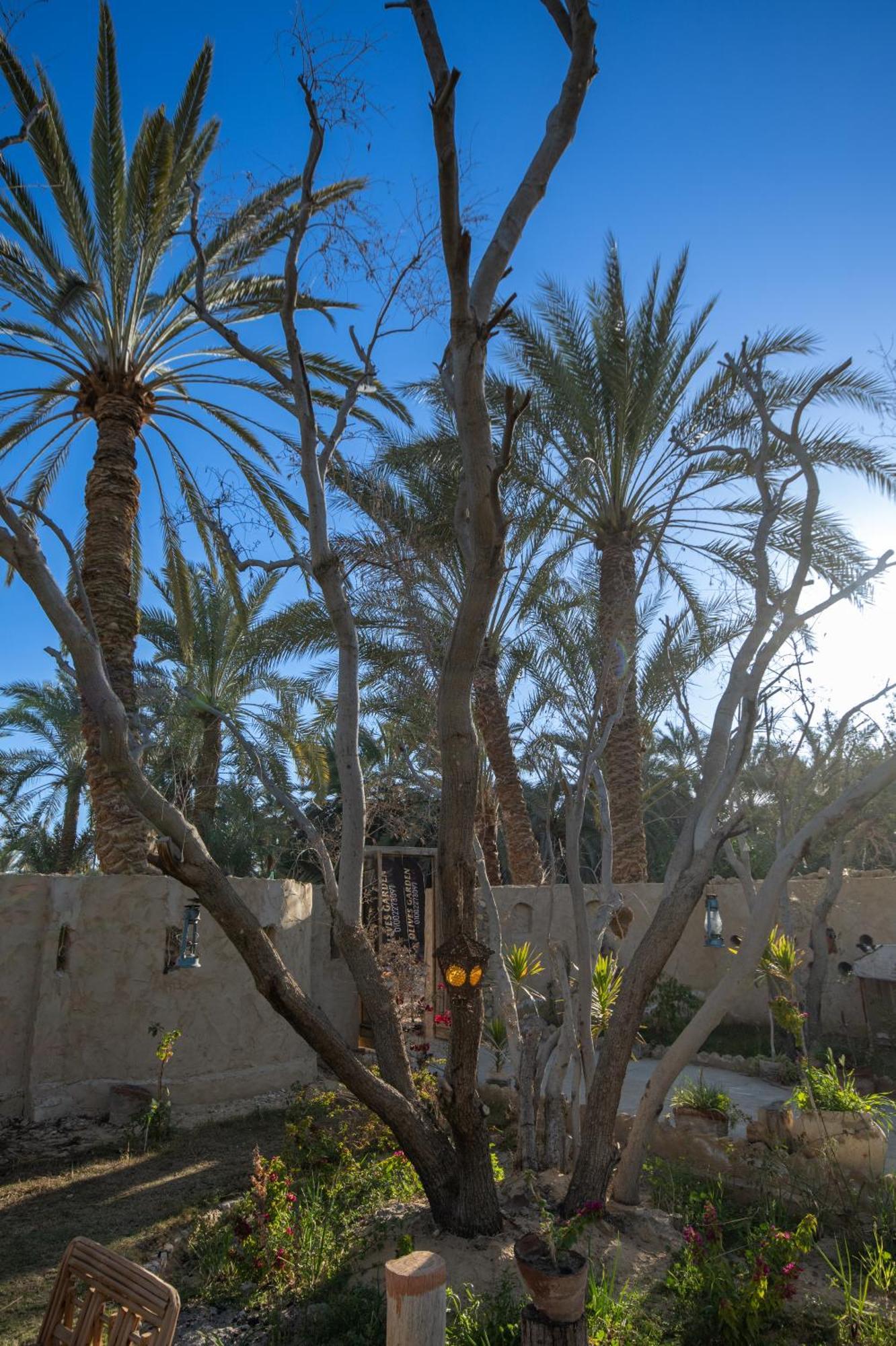 Ostello Olive Garden House Siwa Siwa Oasis Esterno foto