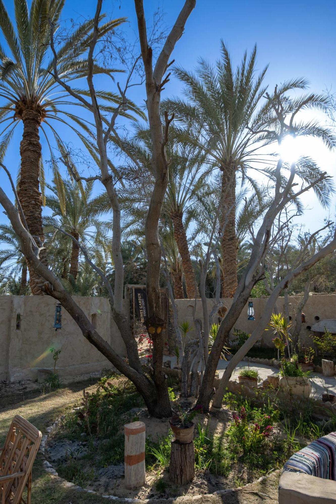 Ostello Olive Garden House Siwa Siwa Oasis Esterno foto