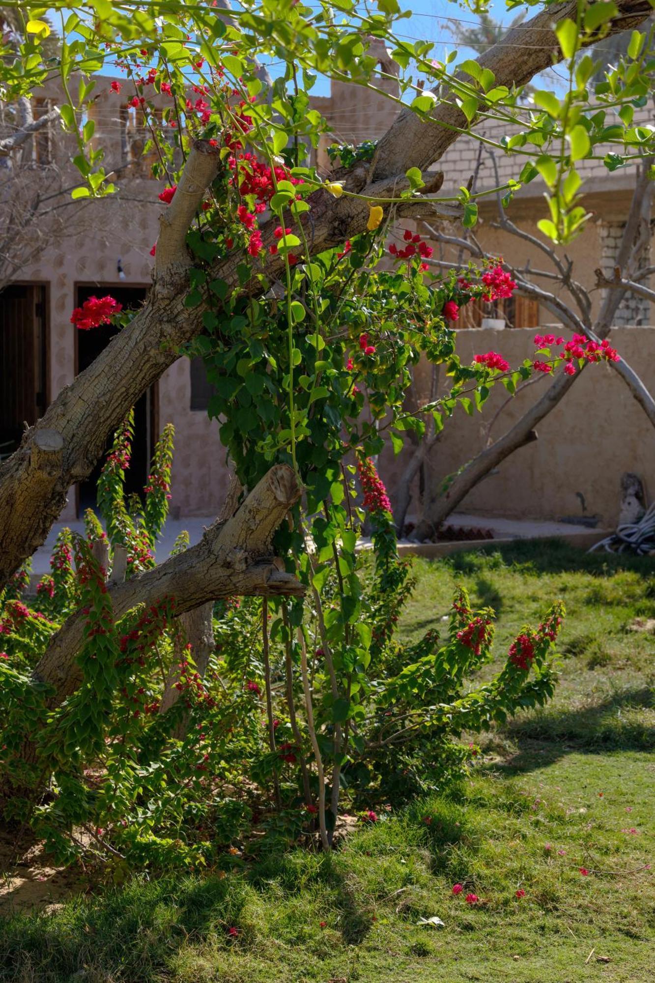 Ostello Olive Garden House Siwa Siwa Oasis Esterno foto